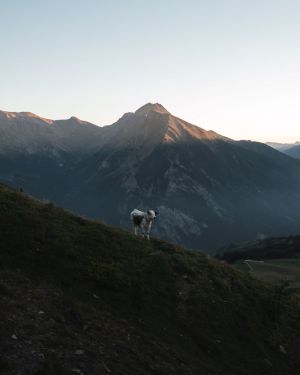 pandaTripAdventures-2020-assietta-21