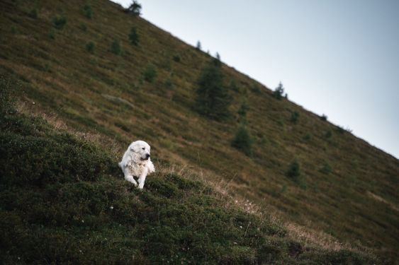 pandaTripAdventures-2020-assietta-22