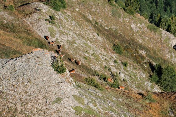 pandaTripAdventures-2020-assietta-62